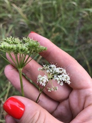 Kadenia dubia