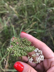 Kadenia dubia