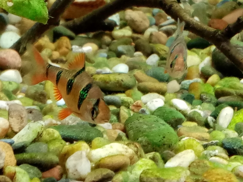 Fiveband barb (Desmopuntius pentazona) — Cyprinidae — 4