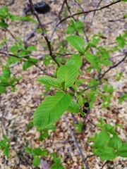 Frangula betulifolia