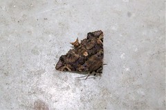 Euplexia