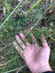 Kadenia dubia
