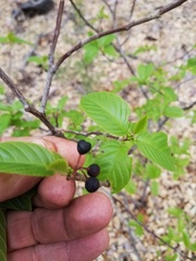 Frangula betulifolia
