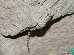 Mediodactylus heterocercus