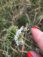 Kadenia dubia