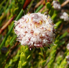 Leucadendron dubium