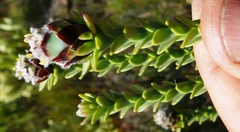 Leucadendron dubium