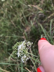 Kadenia dubia