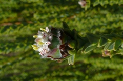 Leucadendron dubium
