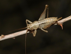 Ateloplus