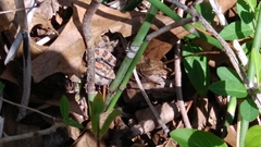 Sistrurus miliarius streckeri