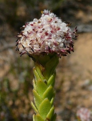 Leucadendron dubium