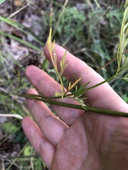 Kadenia dubia