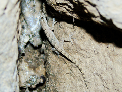 Mediodactylus heterocercus