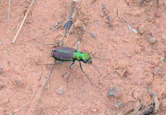 Cicindela splendida