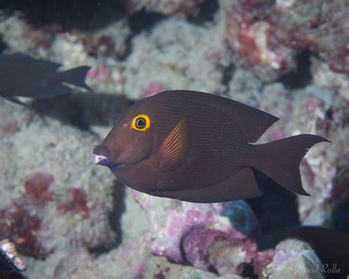 Goldring Surgeonfish