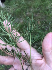 Kadenia dubia