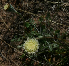 Bolandia pinnatifida