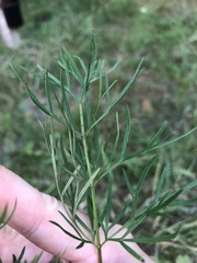 Kadenia dubia