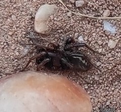 Amphiledorus balnearius