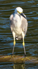 Egretta caerulea × thula