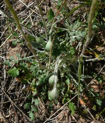 Bolandia pinnatifida