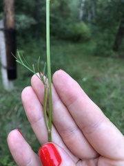 Kadenia dubia