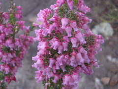 Erica glomiflora glomiflora