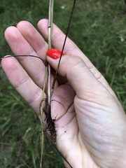 Kadenia dubia