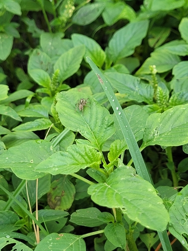Amaranthus spinosus image