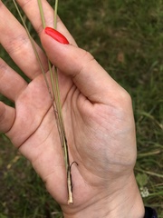 Kadenia dubia