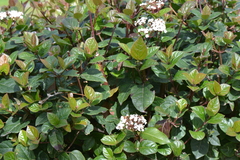 Viburnum tinus