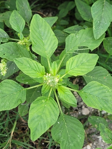 Amaranthus spinosus image