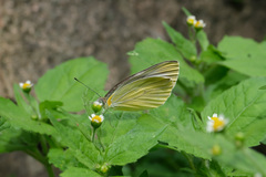 Pieris melete