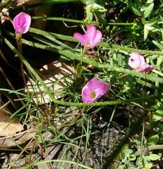 Oxalis polyphylla pentaphylla