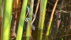 Ischnura elegans
