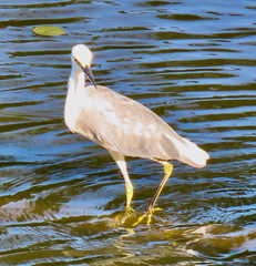 Egretta caerulea × thula