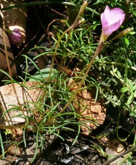 Oxalis polyphylla pentaphylla