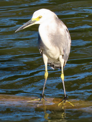 Egretta caerulea × thula
