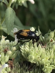 Macrosiagon dimidiata