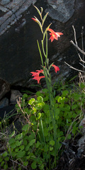 Gladiolus priorii
