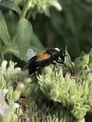 Macrosiagon dimidiata