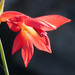 Gladiolus priorii - Photo 由 magriet b 所上傳的 (c) magriet b，保留部份權利CC BY-SA