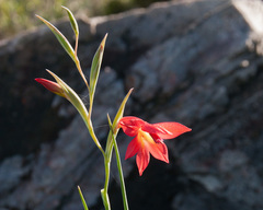 Gladiolus priorii