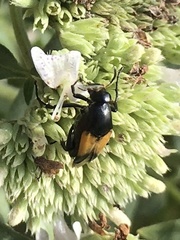 Macrosiagon dimidiata