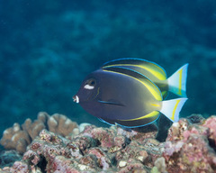 Acanthurus nigricans