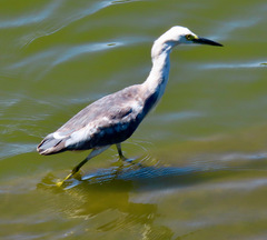 Egretta caerulea × thula