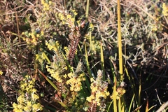 Struthiola argentea