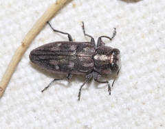 Chrysobothris lateralis