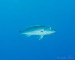 Green Jobfish photo 5